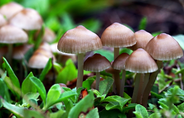 Image: Smart Growth: Logro Farms brings sustainable mushrooms to Austin